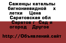 Саженцы катальпы бигнониевидной, 2-х летки  › Цена ­ 150 - Саратовская обл., Саратов г. Сад и огород » Другое   